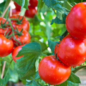 Tomate Amadrama - Caja 10 kg